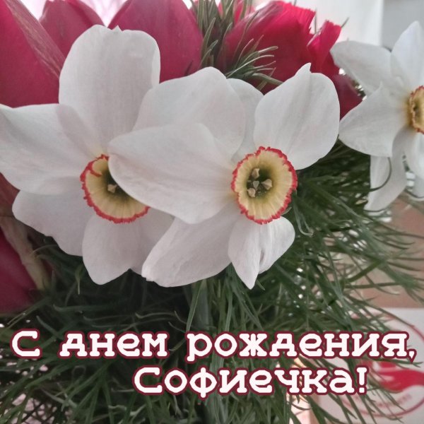 открытка с днем рождения софья