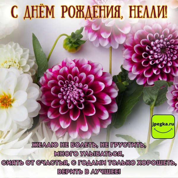 георгины dahlia