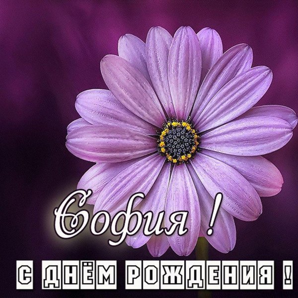 день рождения софии