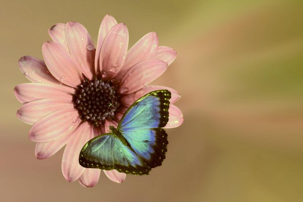 бабочка розовая