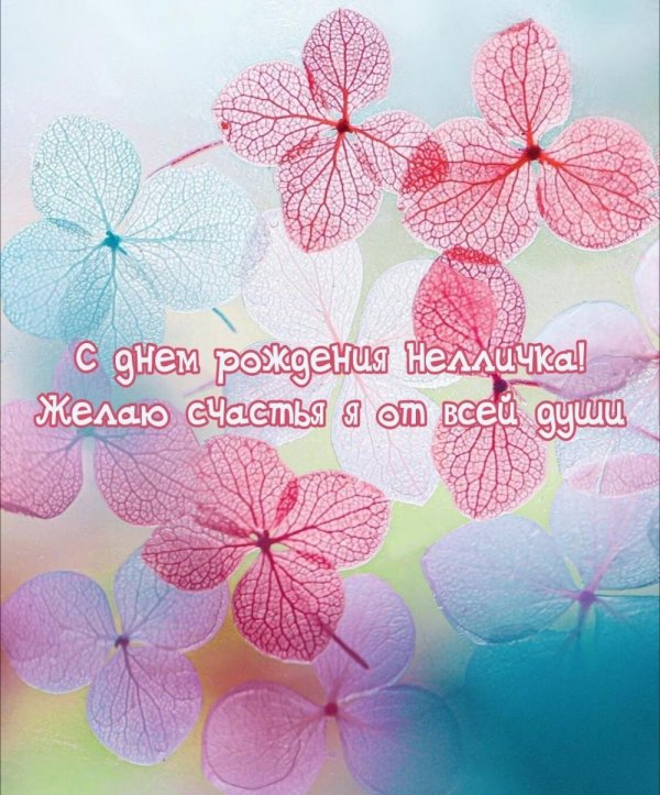 розовая гортензия