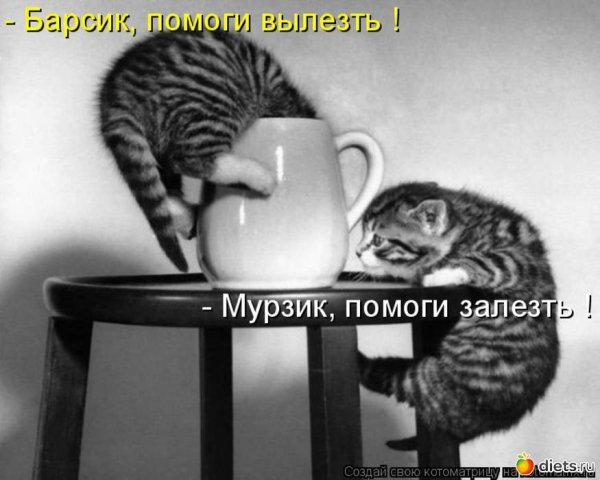 котенок в чайнике