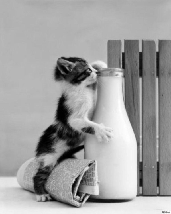 любимое молоко