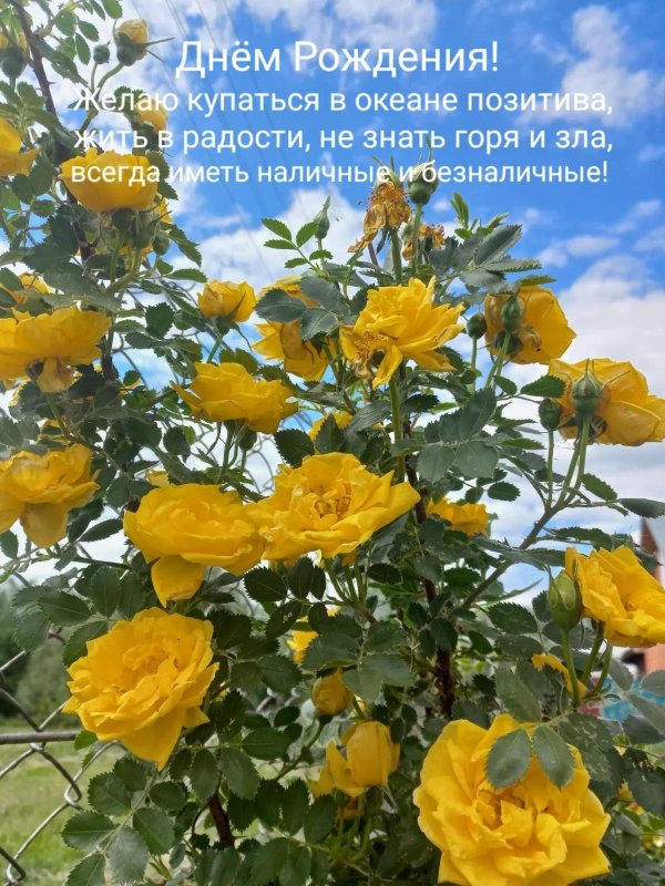 желтый шиповник