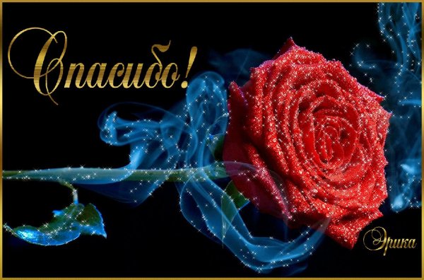 розы блестящие