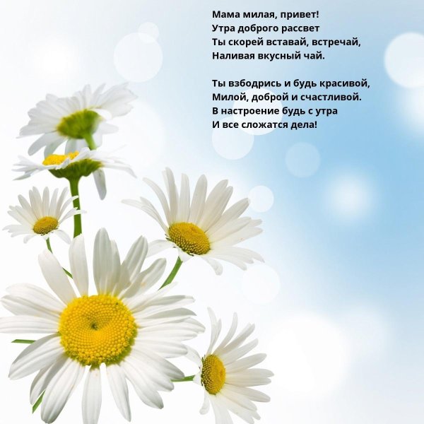 фон ромашек