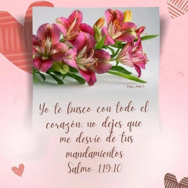 альстромерия венус