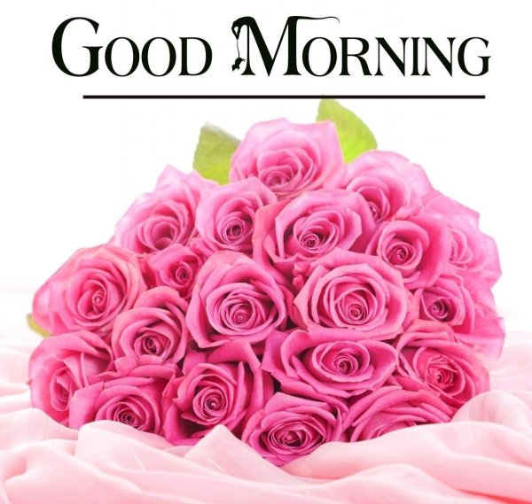 розовая роза