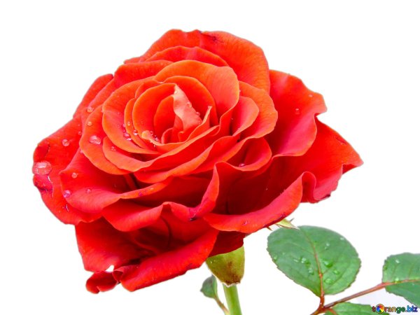 гүлдер суреті