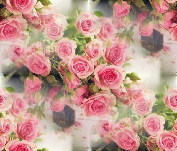 кустовая роза