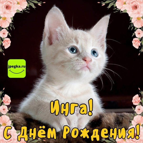 очаровательные котята