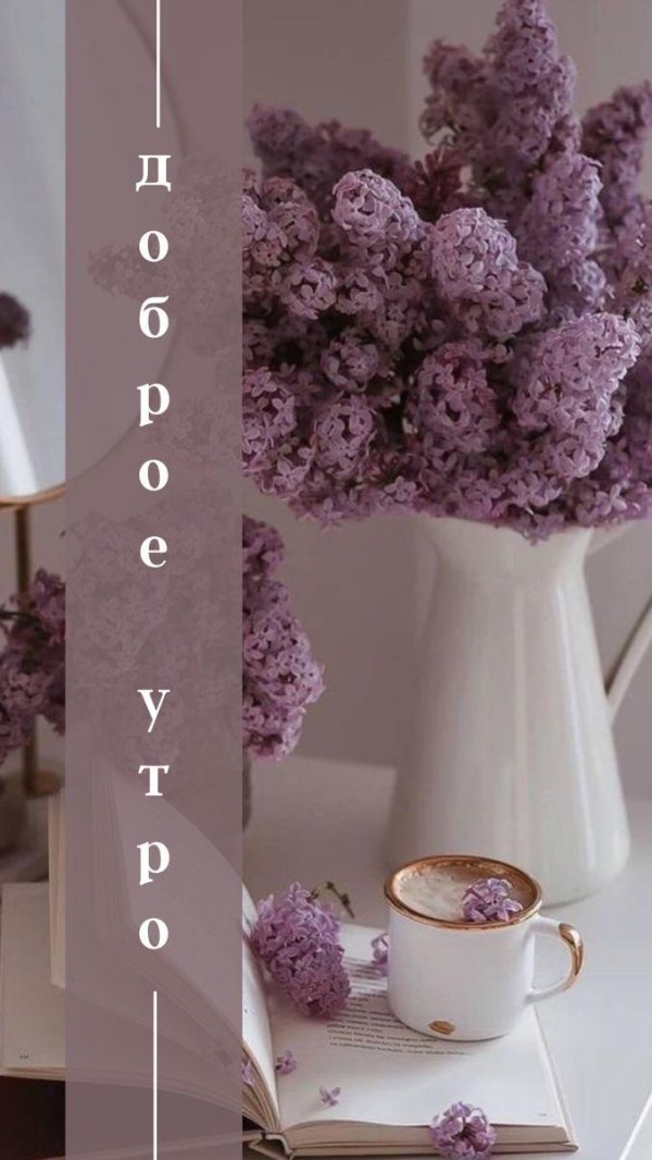 сирень фиолетовая