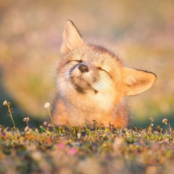 милые лисята