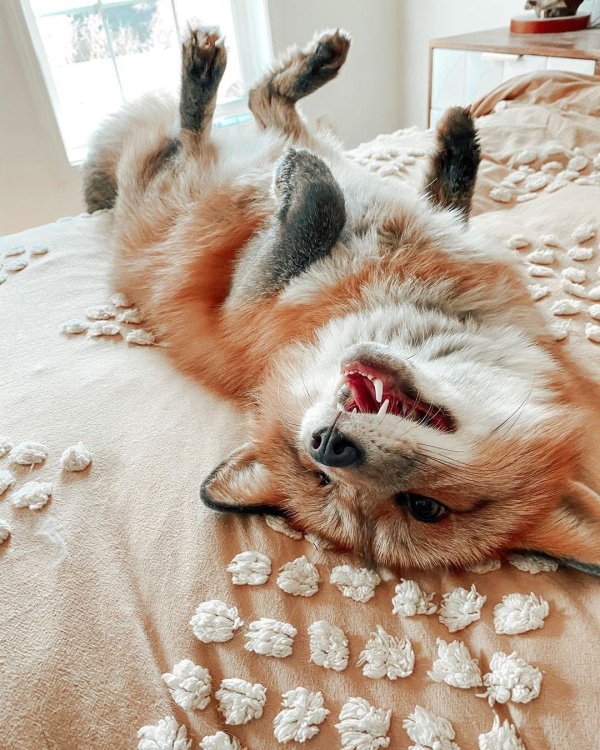 лисичка джунипер