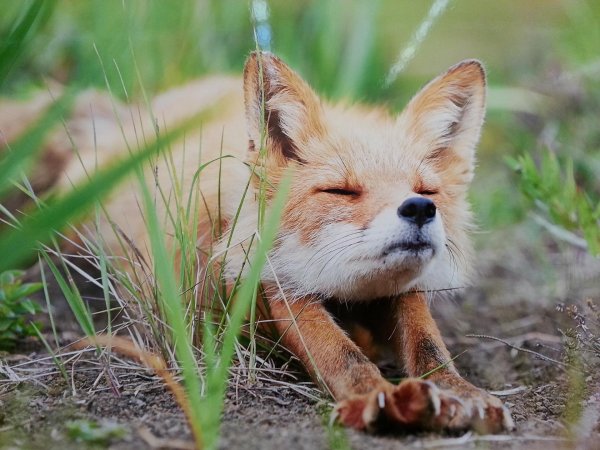 лисица в лесу