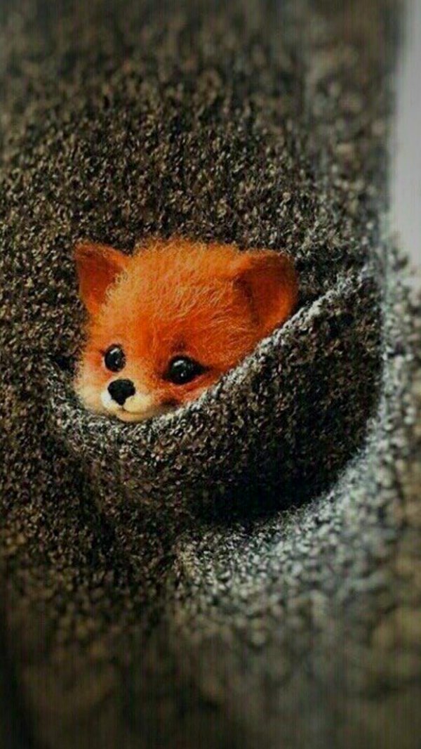 милое животное