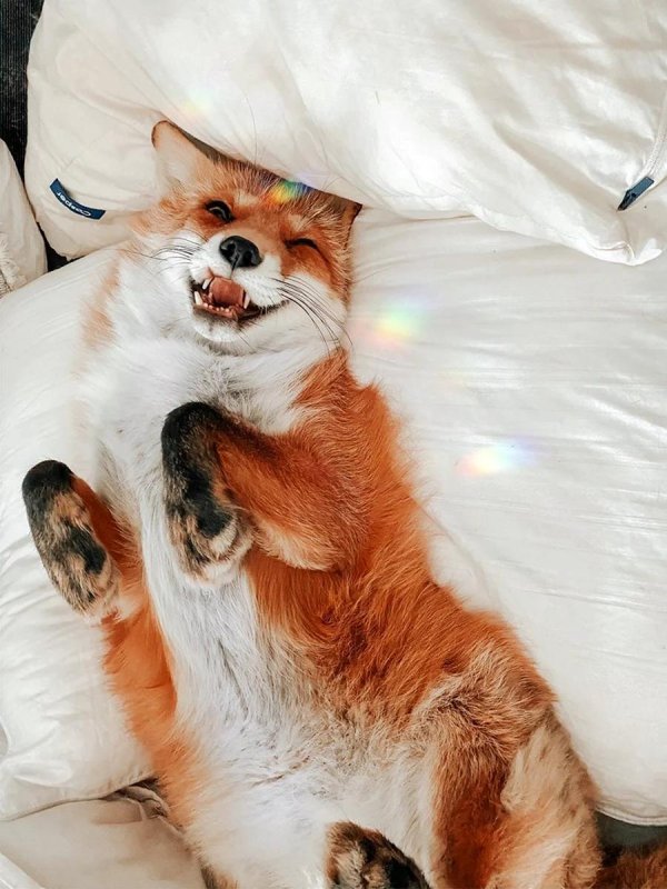 лисичка джунипер