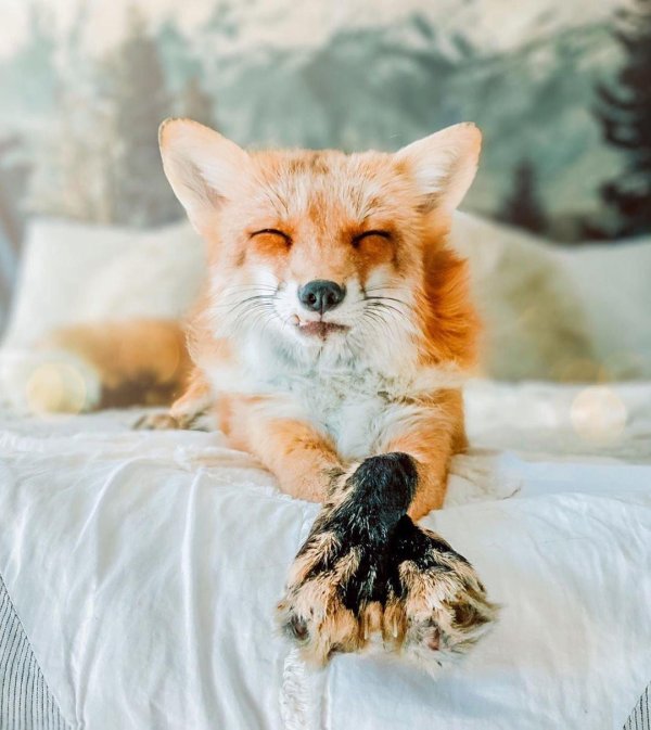 счастливая лиса