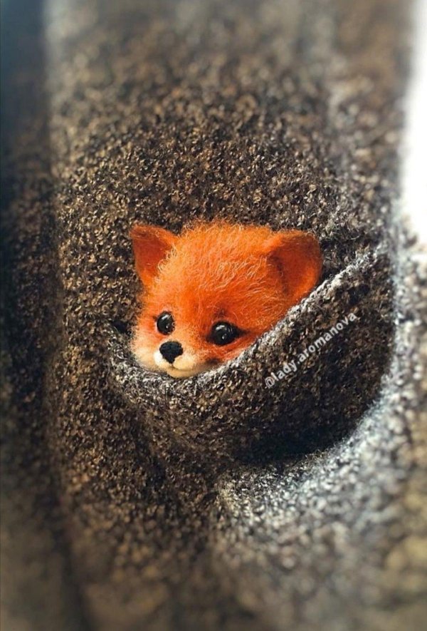 маленькие лисята