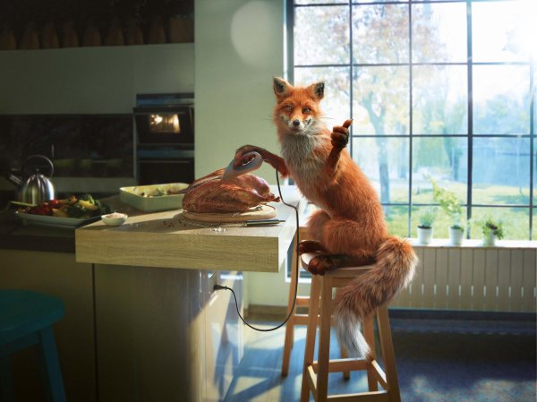 утренняя лиса