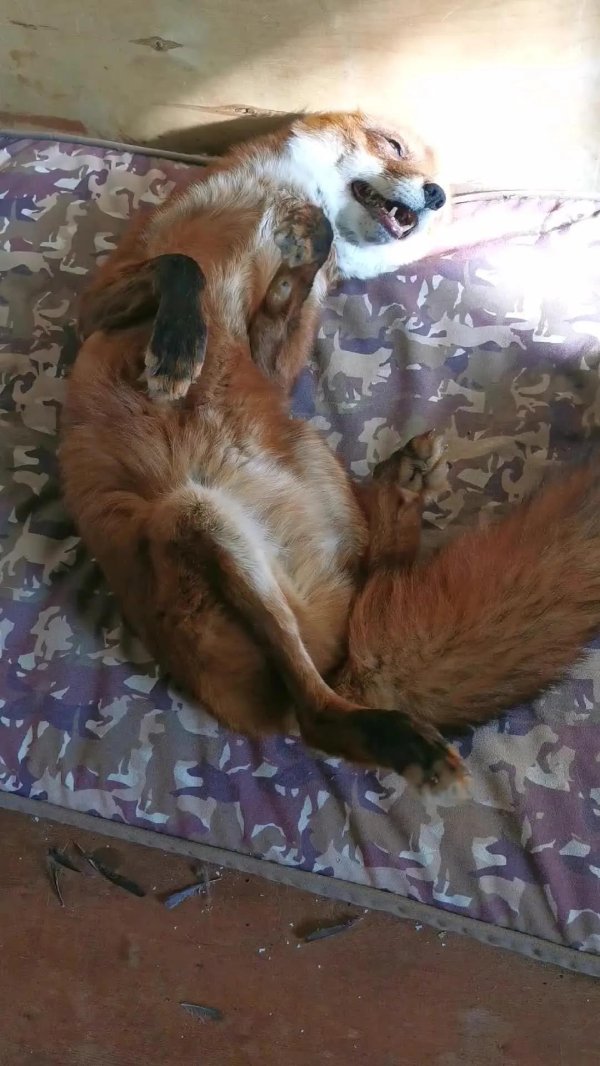 домашние лисы