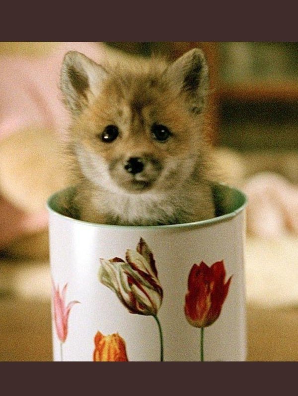 милые лисята