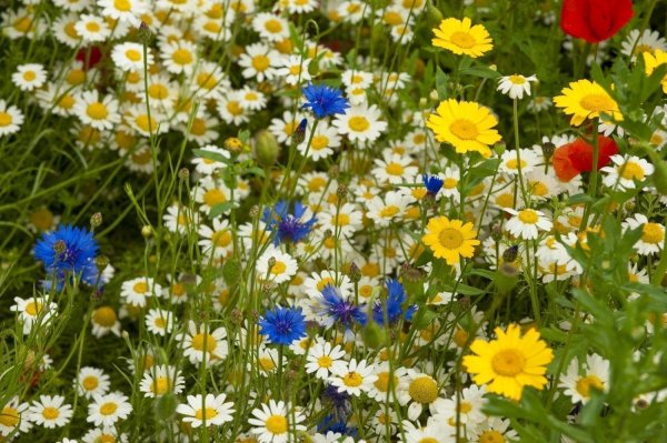 ромашково васильковое поле