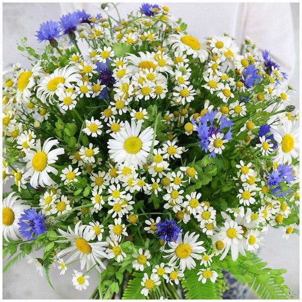 букет из полевых цветов