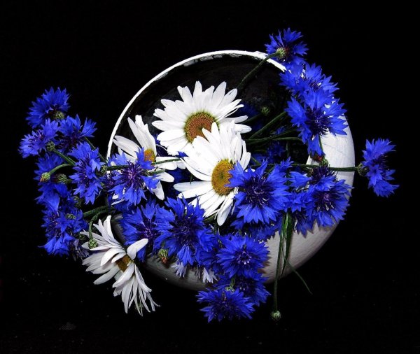 букет васильки