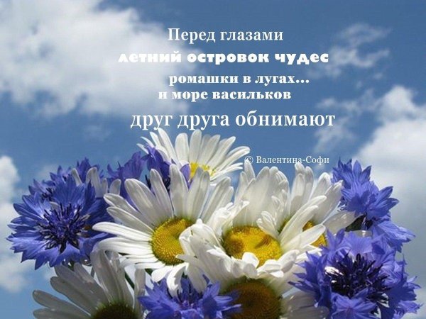 ромашки с васильками