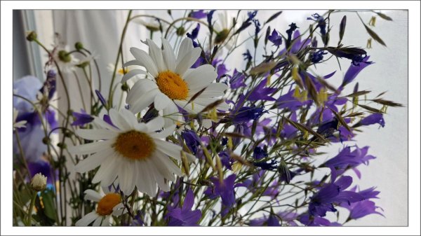 кампанула васильковая