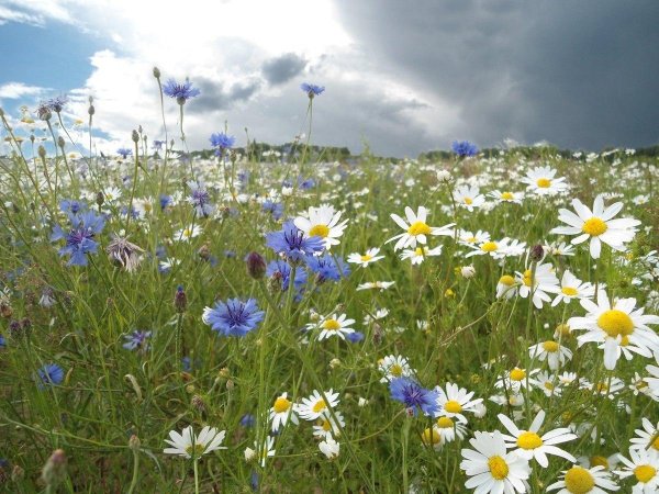 васильково ромашковое поле