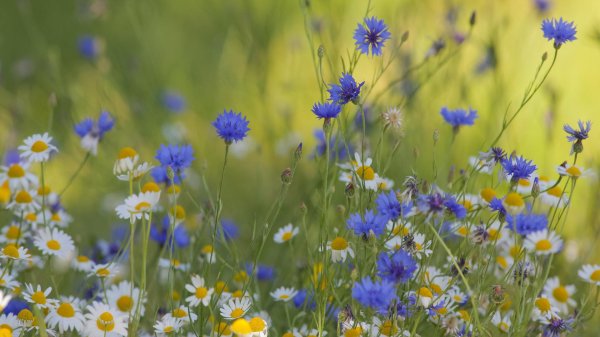 васильковое поле