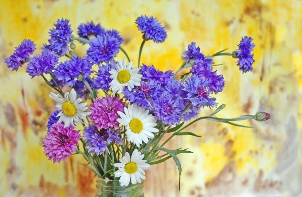 цветы букет полевые