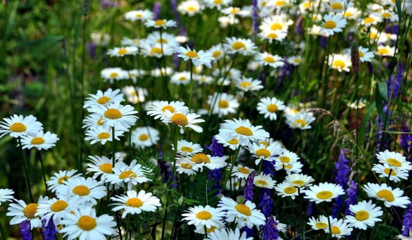 ромашка цветки