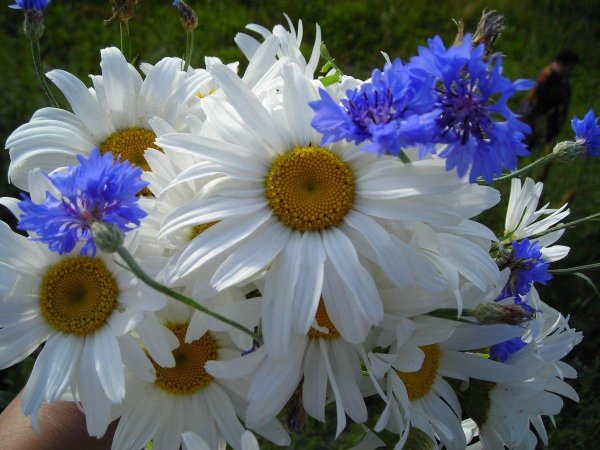 ромашки с васильками