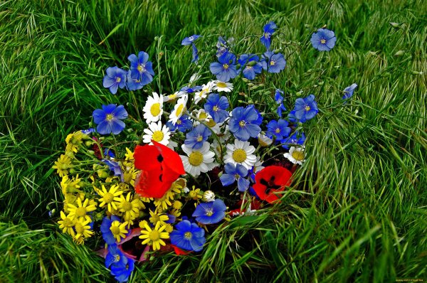 полевые цветочки