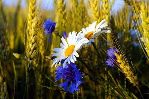 ромашко васильковое поле