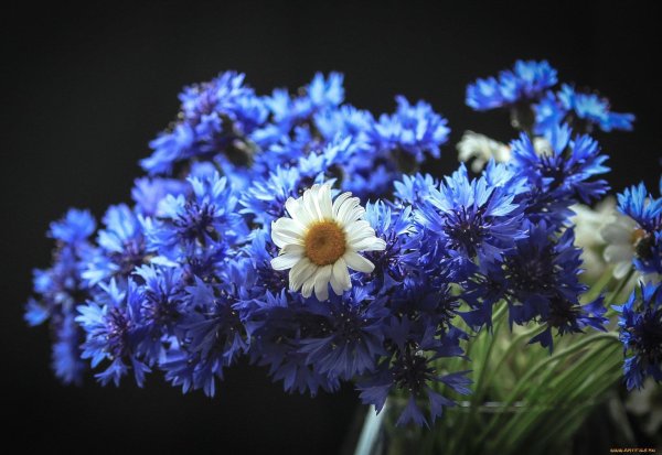 васильки цветы