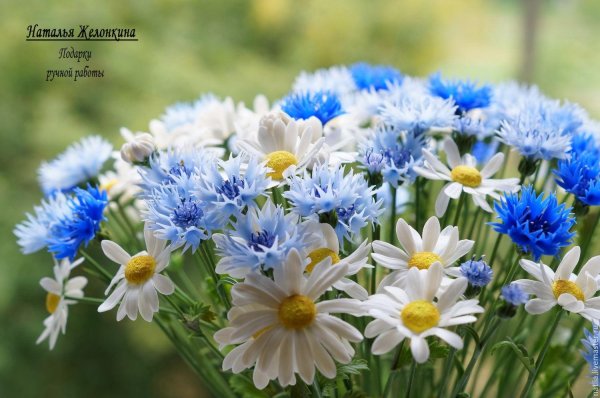 ромашка лютик василек