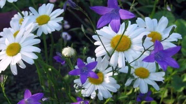 цветок полевой