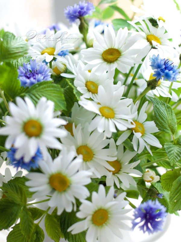 ромашки розы васильки