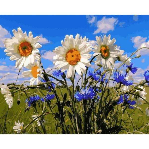 ромашко васильковое поле