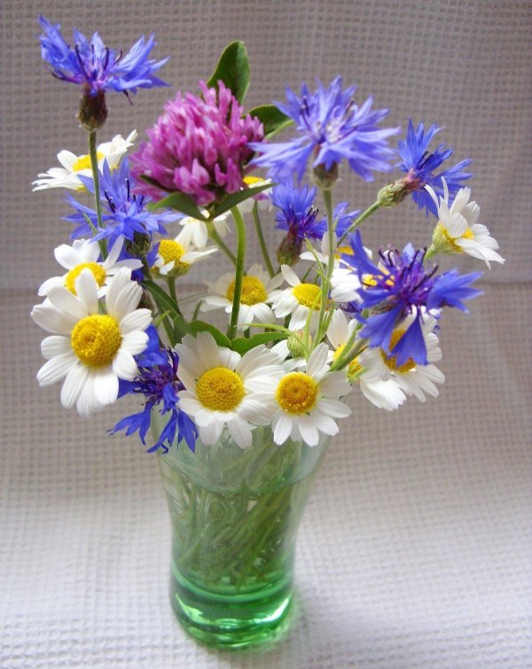 ромашка василек