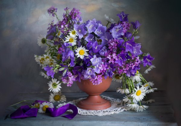 кампанула васильковая