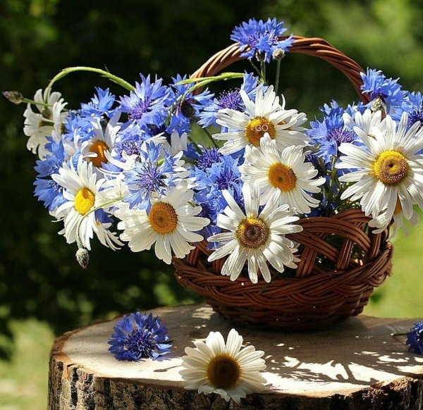 корзина с ромашками