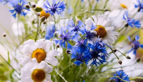 цветок полевой