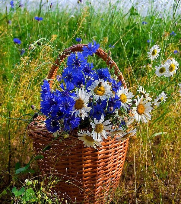 васильковое лето