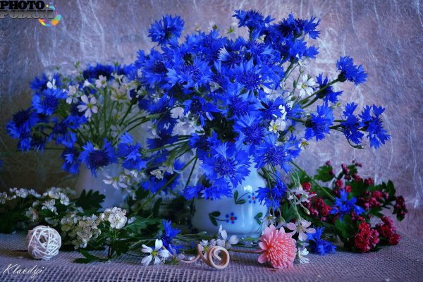 полевой василек