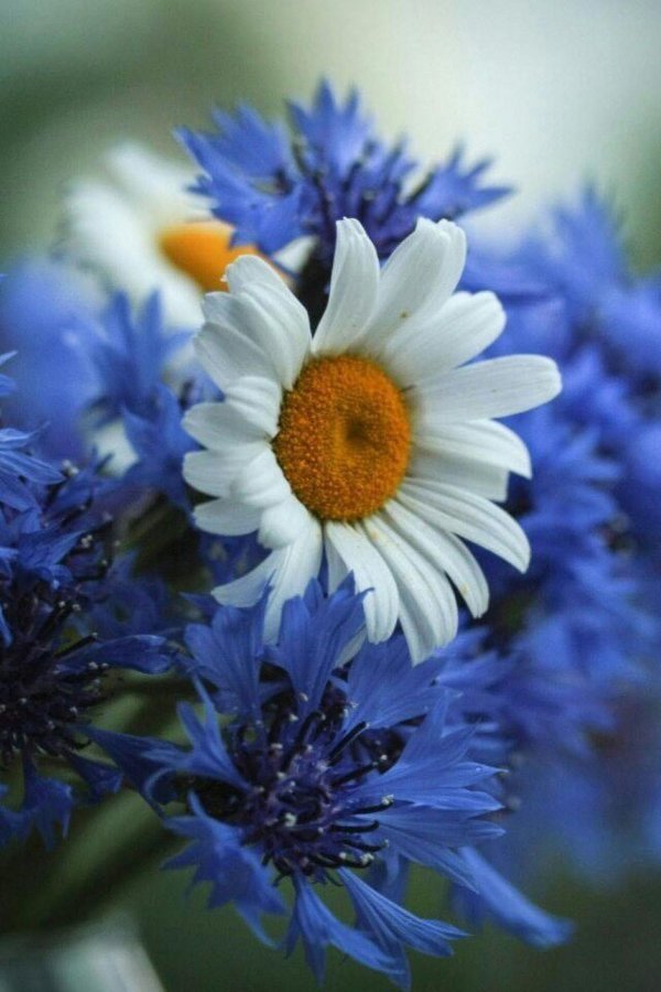 ромашки с васильками